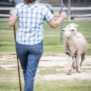 2025-Sheepherders-Rendezvoussheepherders 04