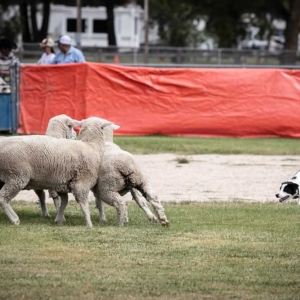 2025-Sheepherders-Rendezvoussheepherders 08