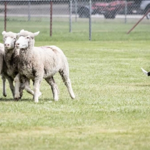 2025-Sheepherders-Rendezvoussheepherders 10