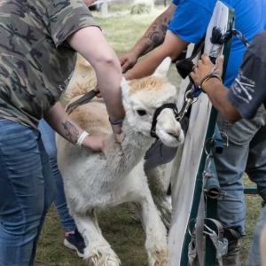 2025-Sheepherders-Rendezvoussheepherders 39